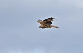 Milvus milvus