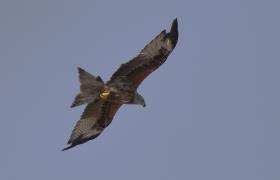 Milvus milvus