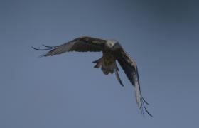 Milvus milvus