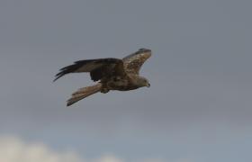 Milvus milvus