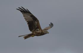 Milvus milvus
