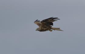 Milvus milvus