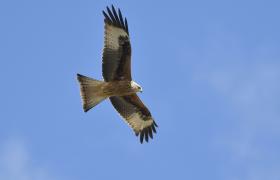 Milvus milvus