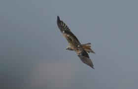 Milvus milvus
