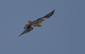 Milvus milvus