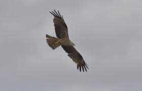 Milvus migrans