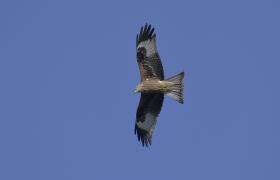 Milvus milvus