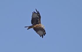 Milvus milvus