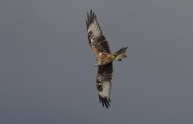 Milvus milvus