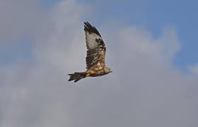 Milvus milvus