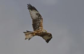 Milvus milvus