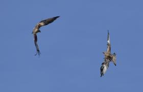 Milvus milvus