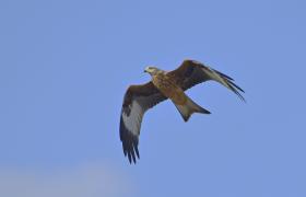 Milvus milvus
