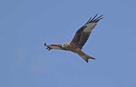 Milvus milvus