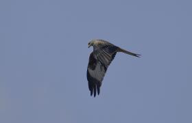 Milvus milvus