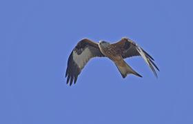 Milvus milvus