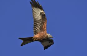 Milvus milvus