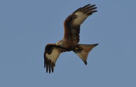 Milvus milvus