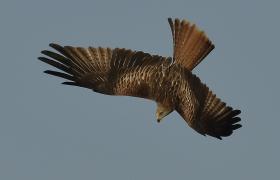 Milvus milvus