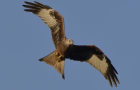 Milvus milvus