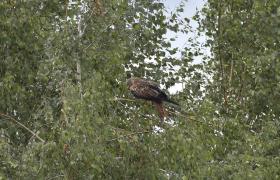 Milvus milvus