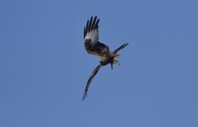 Milvus milvus