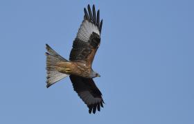 Milvus milvus
