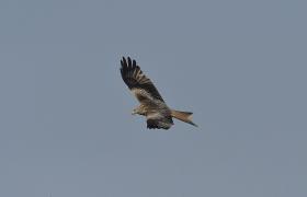 Milvus milvus