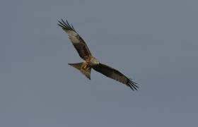 Milvus milvus