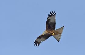 Milvus milvus