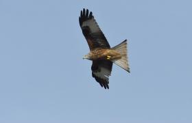 Milvus milvus