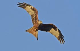 Milvus milvus