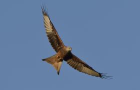 Milvus milvus