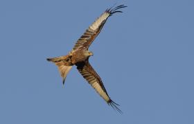 Milvus milvus