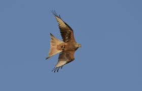 Milvus milvus