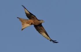 Milvus milvus