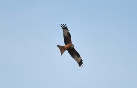 Milvus milvus