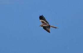 Milvus milvus