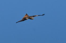 Milvus milvus