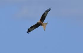 Milvus milvus