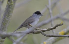 Sylvia atricapilla