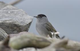 Sylvia atricapilla