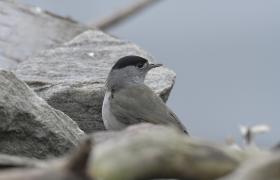 Sylvia atricapilla