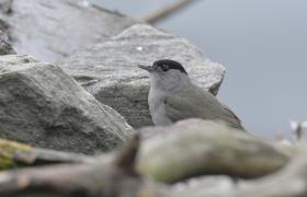 Sylvia atricapilla