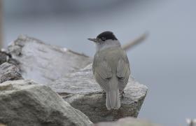 Sylvia atricapilla