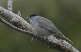 Sylvia atricapilla