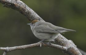 Sylvia atricapilla