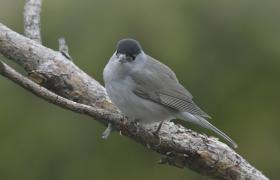 Sylvia atricapilla
