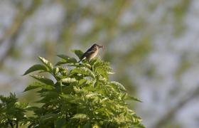 Saxicola rubicola