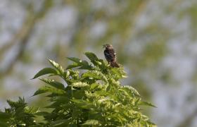 Saxicola rubicola